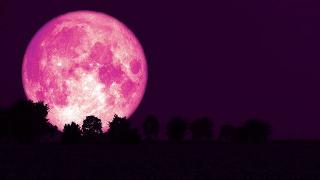 pink strawberry moon over dark trees silhouette