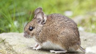 A small brown mouse upon a stone.