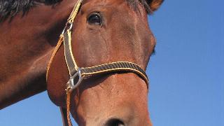 A horse's face shot from underneath against a blue sky.