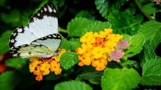 A white butterfly on an orange flower.