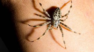 A spider crawling along someone's arm.