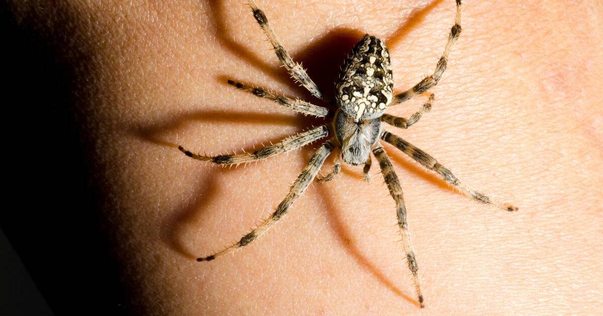 if-spiders-keep-appearing-in-your-life-this-is-what-it-means