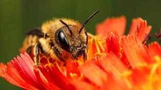 A closeup of a bee on an orange flower.