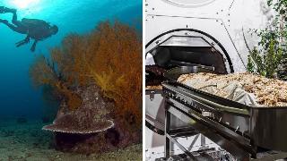 A scuba diver swimming next to one of the ash-infused reefs. | A container being prepped for human composition.