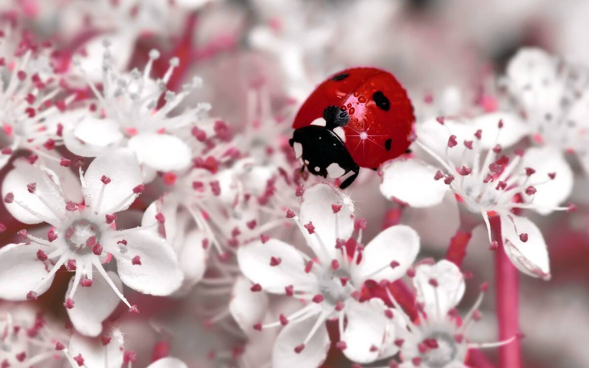 A ladybug on top of a bunch of pink flowers.