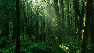 A lush green forest with beams of sunlight shining through.