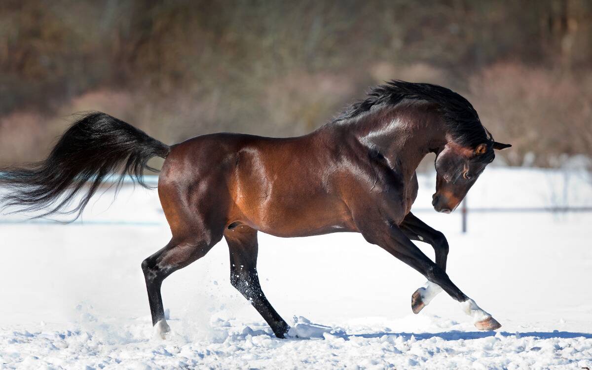 A horse mid-gallop, head bowed, running through the snow.