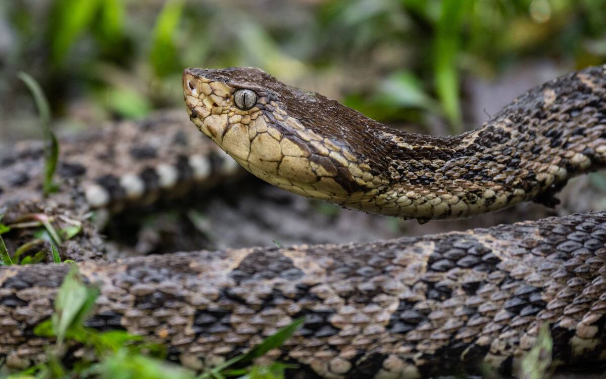 A closeup of a snake waiting in the grass.