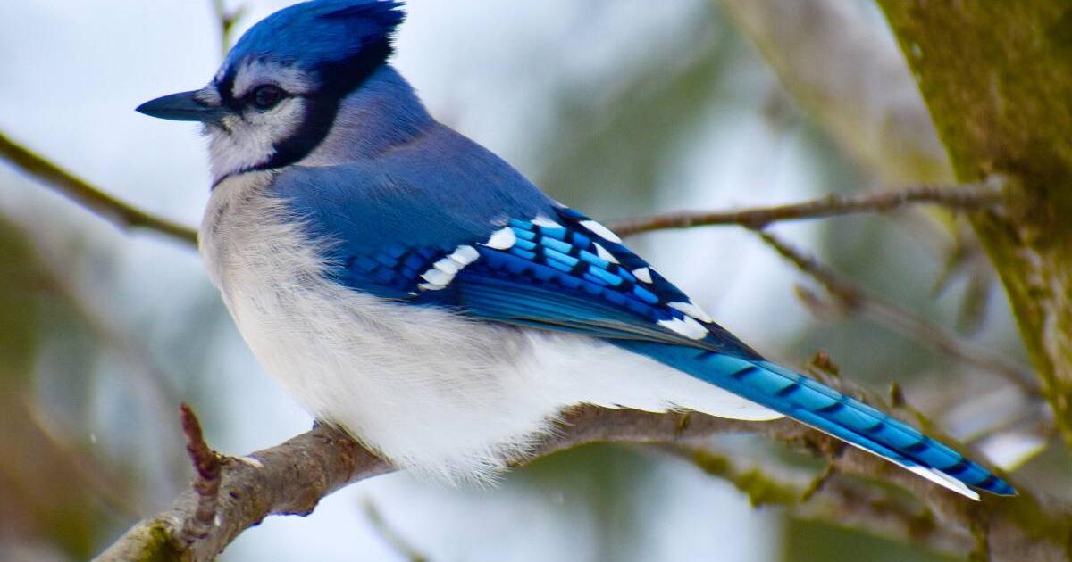 My blue jay problem, Lifestyles