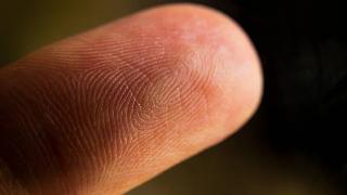 A closeup on someone's fingertip, showing their fingerprint.