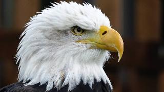 A closeup of a bald eagle's head.