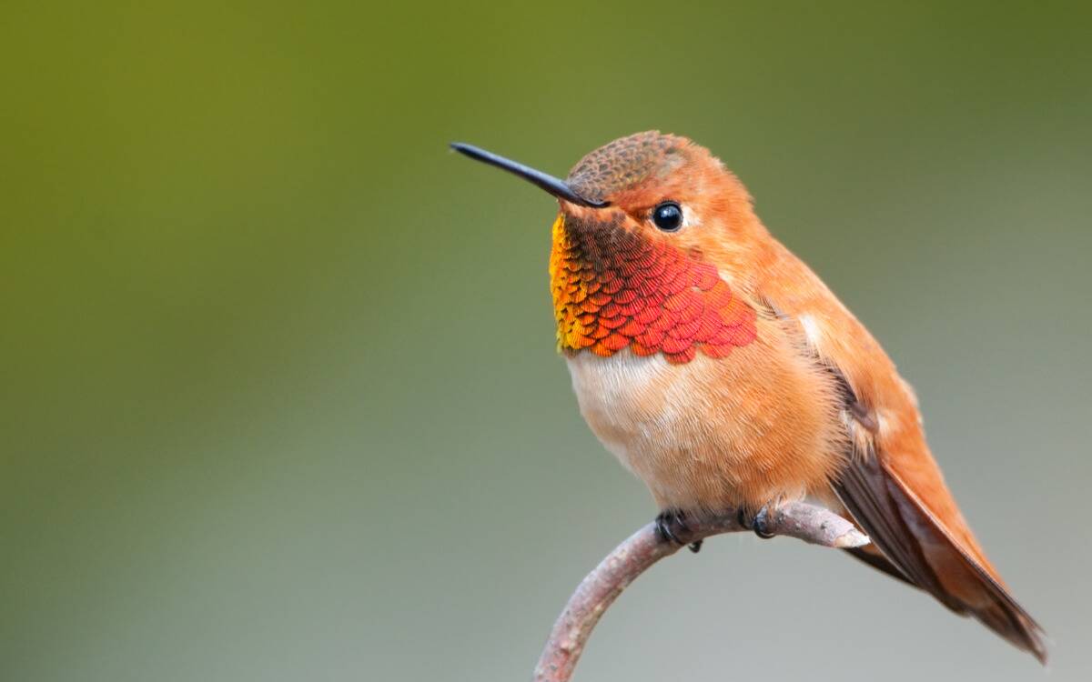 A red-toned hummingbird sitting on a branch.