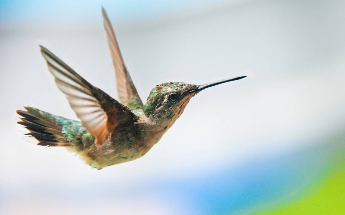 A juvenile hummingbird flying.