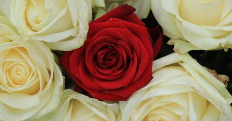 A bunch of white roses with a red rose in the middle.