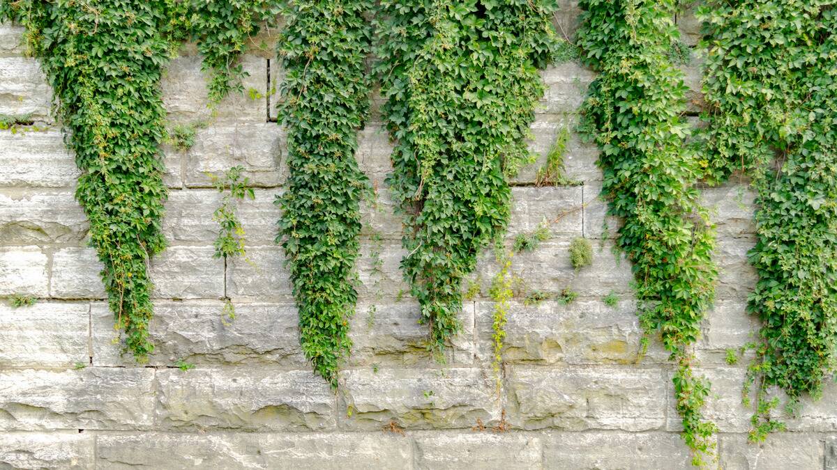 Ivy crawling down a stone wall.