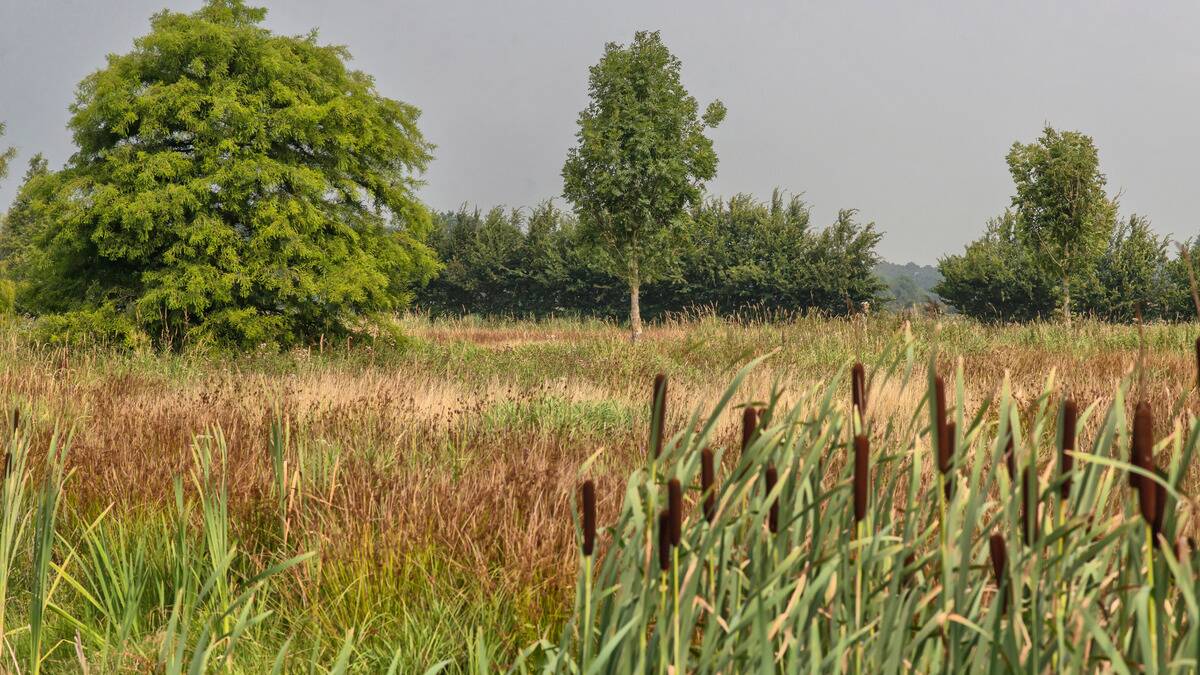 Some cattails in a field with reed trees present in the background.