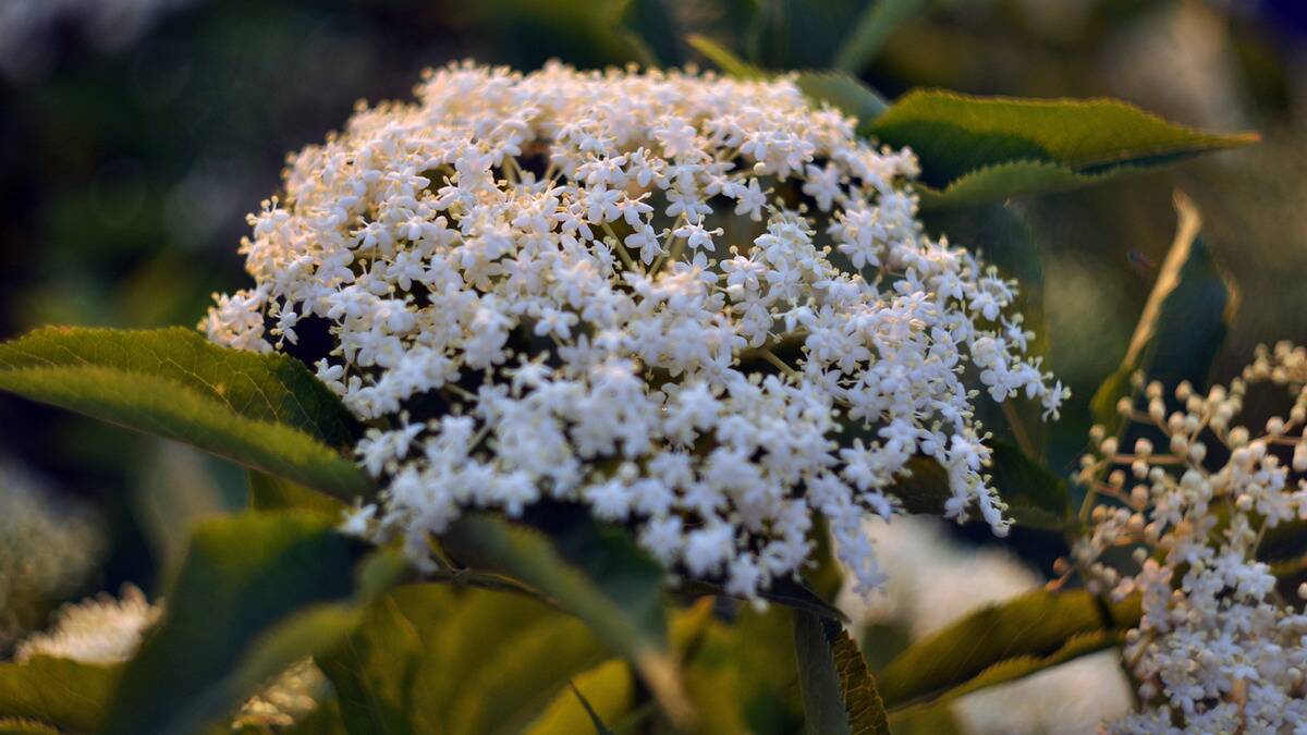 A close shot of the flowers of an Elder tree.