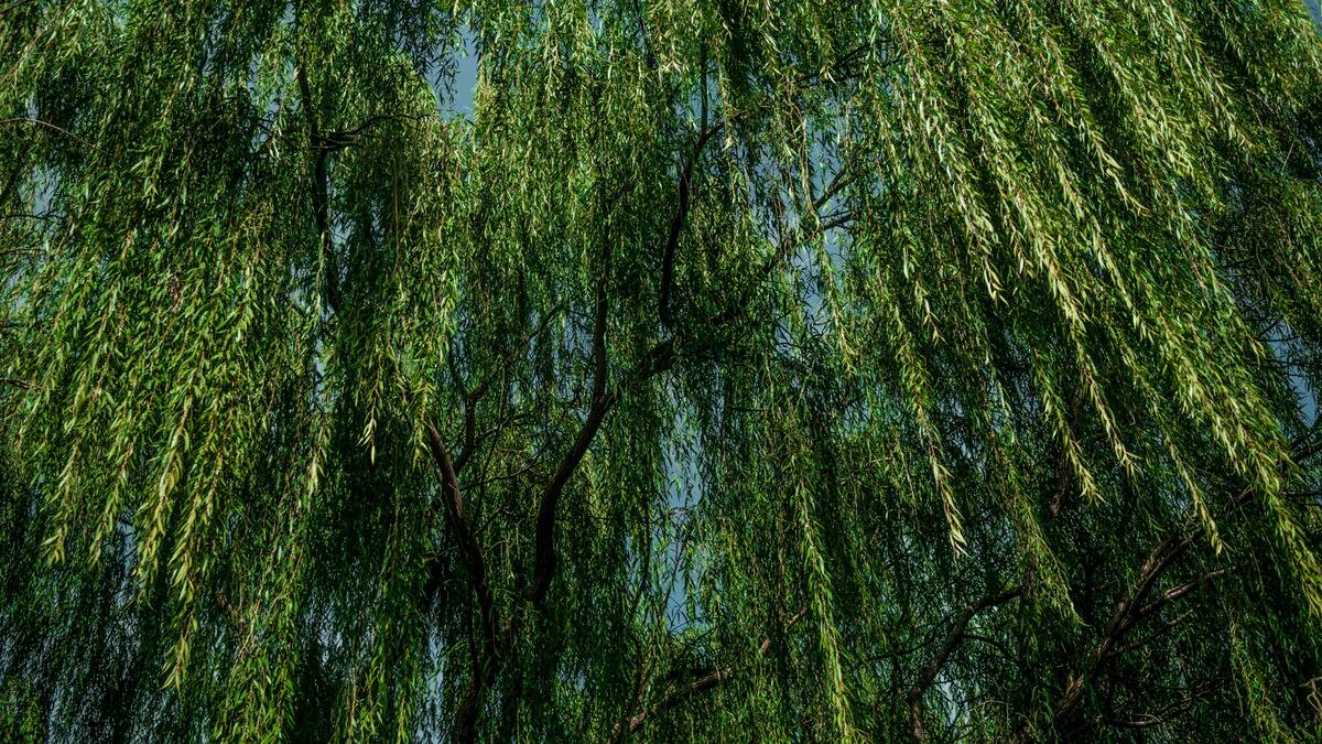 A photo from within a willow tree, the branches and leaves hanging down.