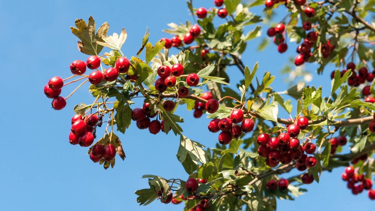 A close shot of some branches of a hawthorn tree, full of red berries.