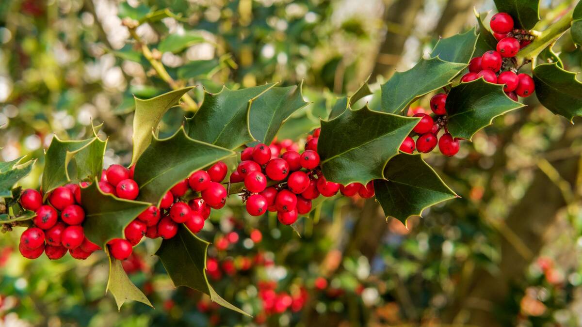 A close shot of a holly branch full of red berries.