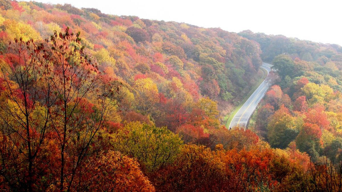 A landscape photo of a road cutting through a large forest of trees that are all sporting autumn colors.