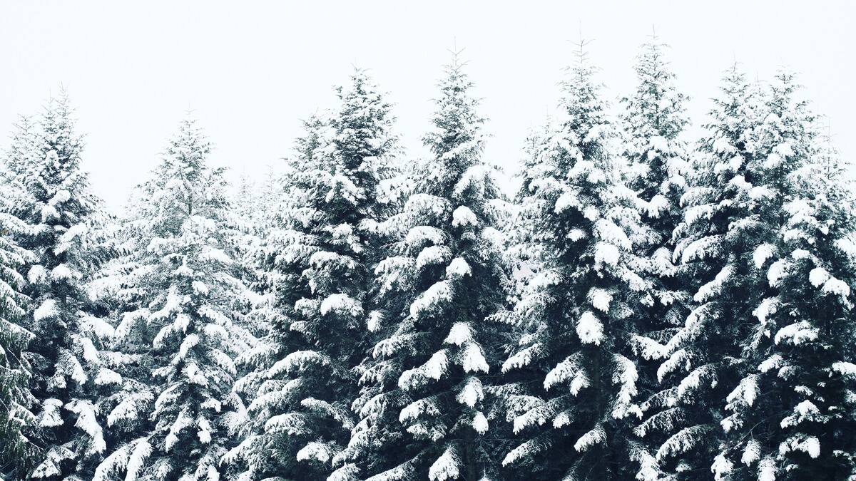 A row of pine trees covered in snow, the sky stark white behind them.