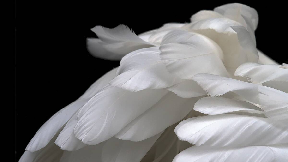 A close shot of an angel wing with its bright white feathers.