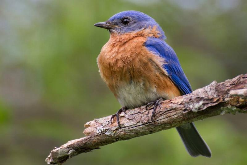 A bluebird perched on a branch.