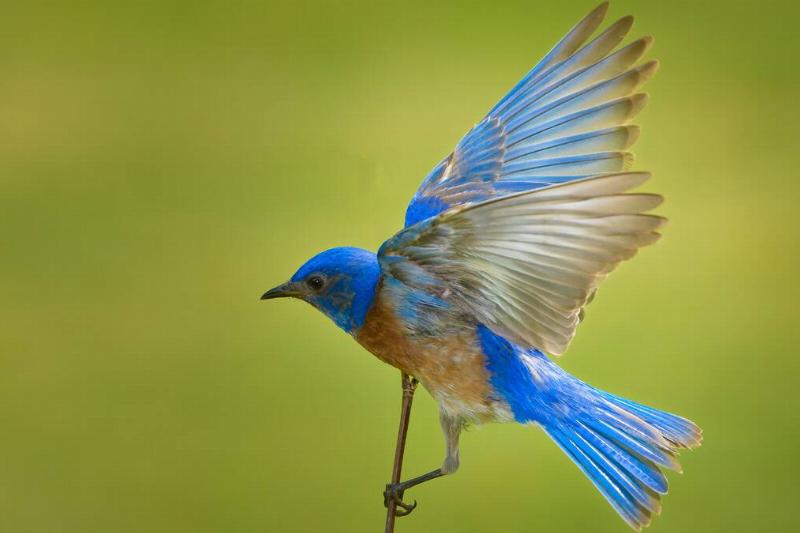 A bluebird perched on a thin branch, wings spread as it prepares to take off.
