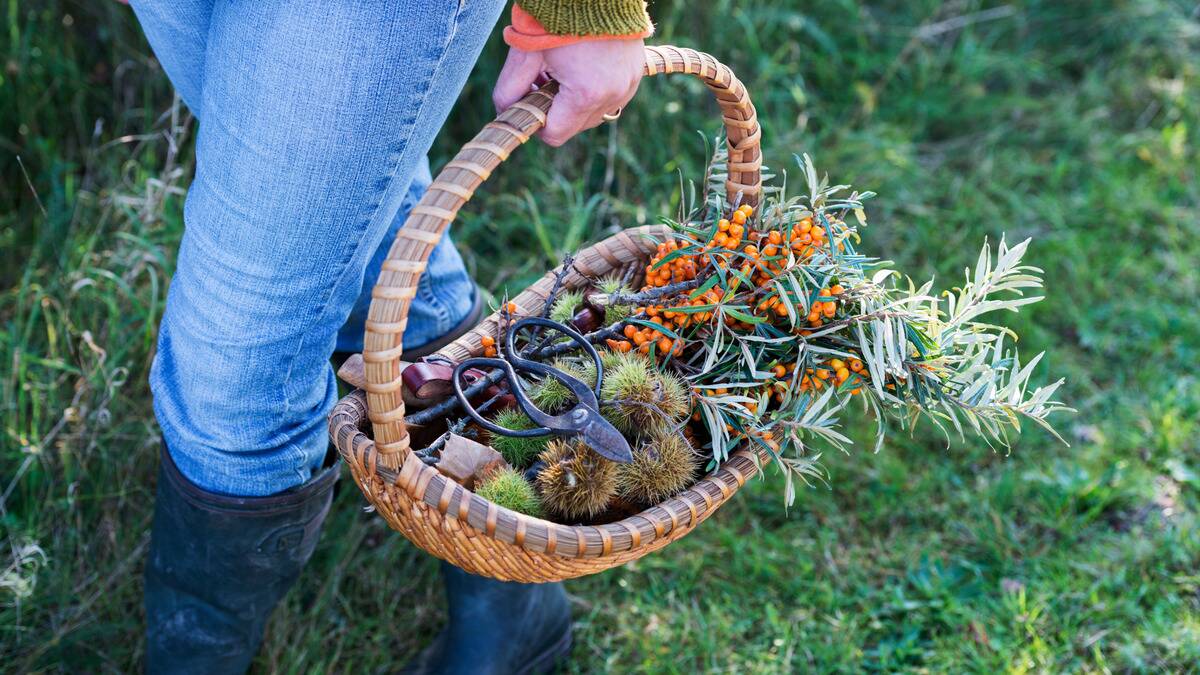 A basket full of foraged goods that someone is carrying.