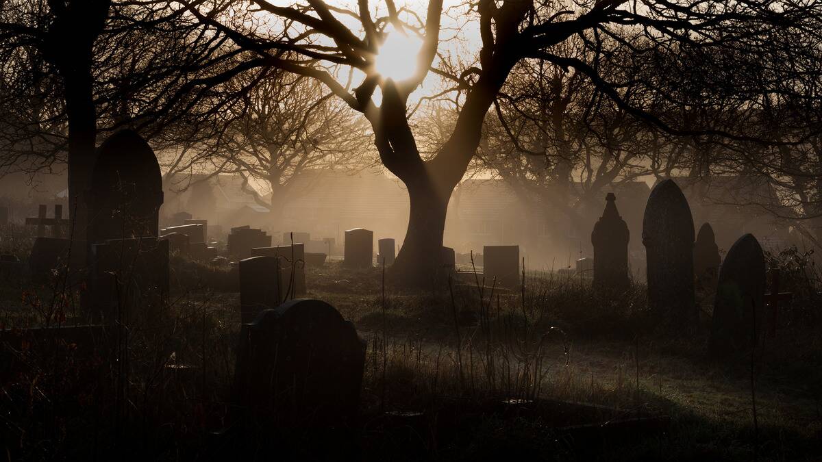 A shot of a cemetery in early morning, with a light fog across, a large tree in the middle, framing the sun that's shining down.