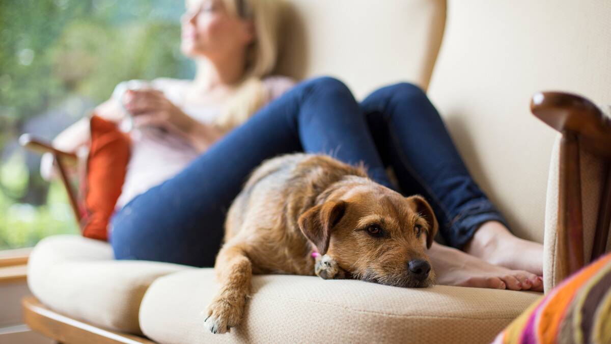 A woman sitting with her dog on the couch, the camera focus being on the dog. The woman is sitting lengthways, the dog is sitting next to and partially under her legs.