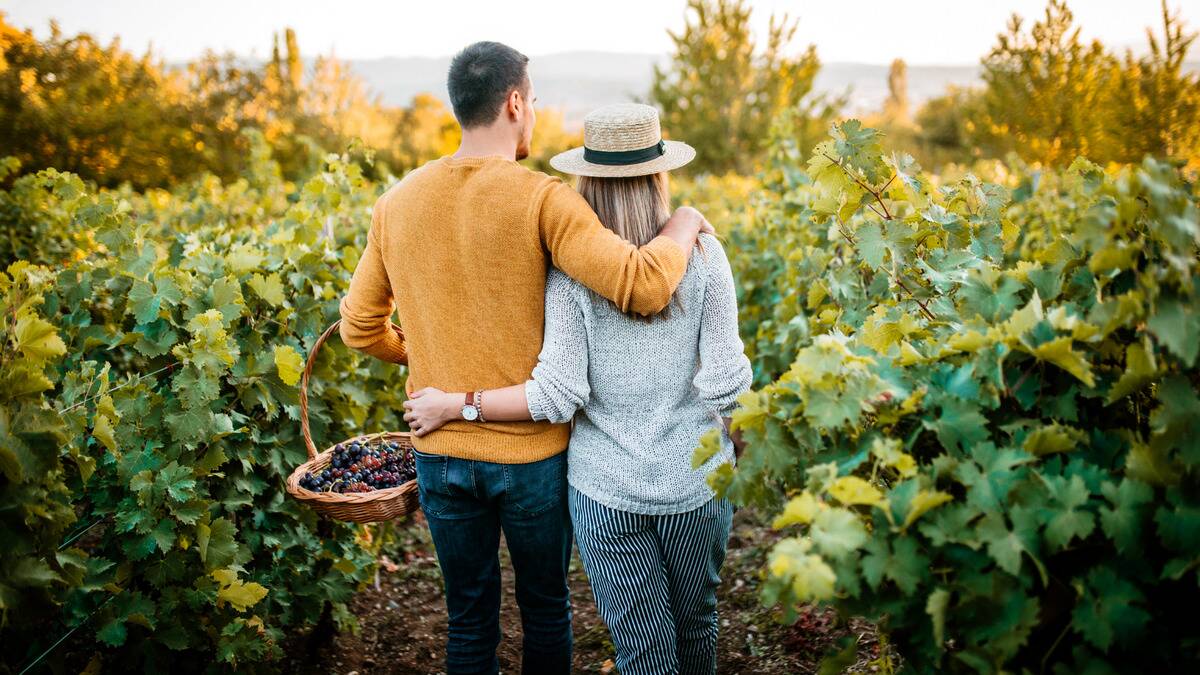 A couple with their arms around each other walking through a vinyard, picking grapes.