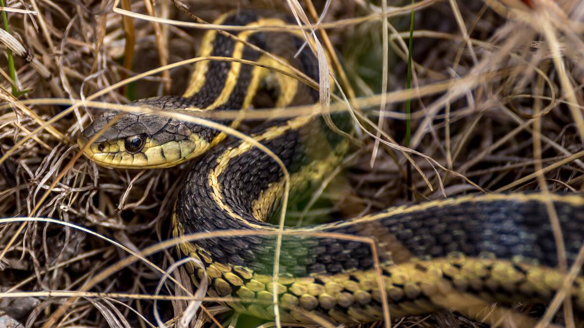 A snake coiled back and ready to strike as it waits in dried grass.