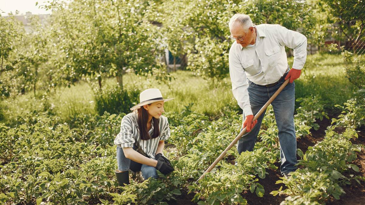 A man and his daughter gardening, the daughter on the ground while the father stands and uses a tool.