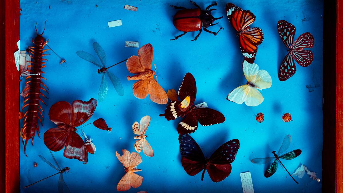 A blue board covered in different pinned insects.