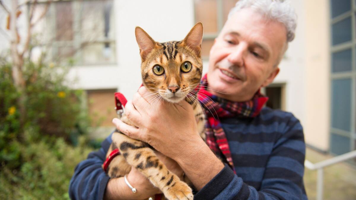 A man outside holding his cat, who's on a leash and harness, the cat staring intensely at the camera.