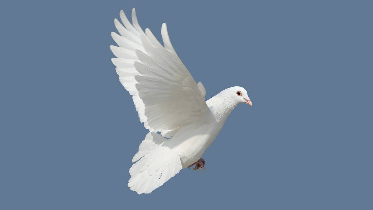 A dove flying across a bluegrey sky.