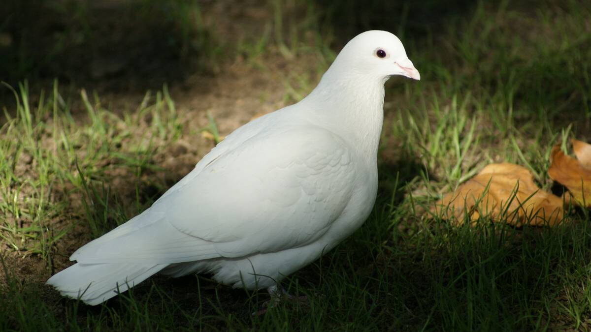 A dove standing in the grass.