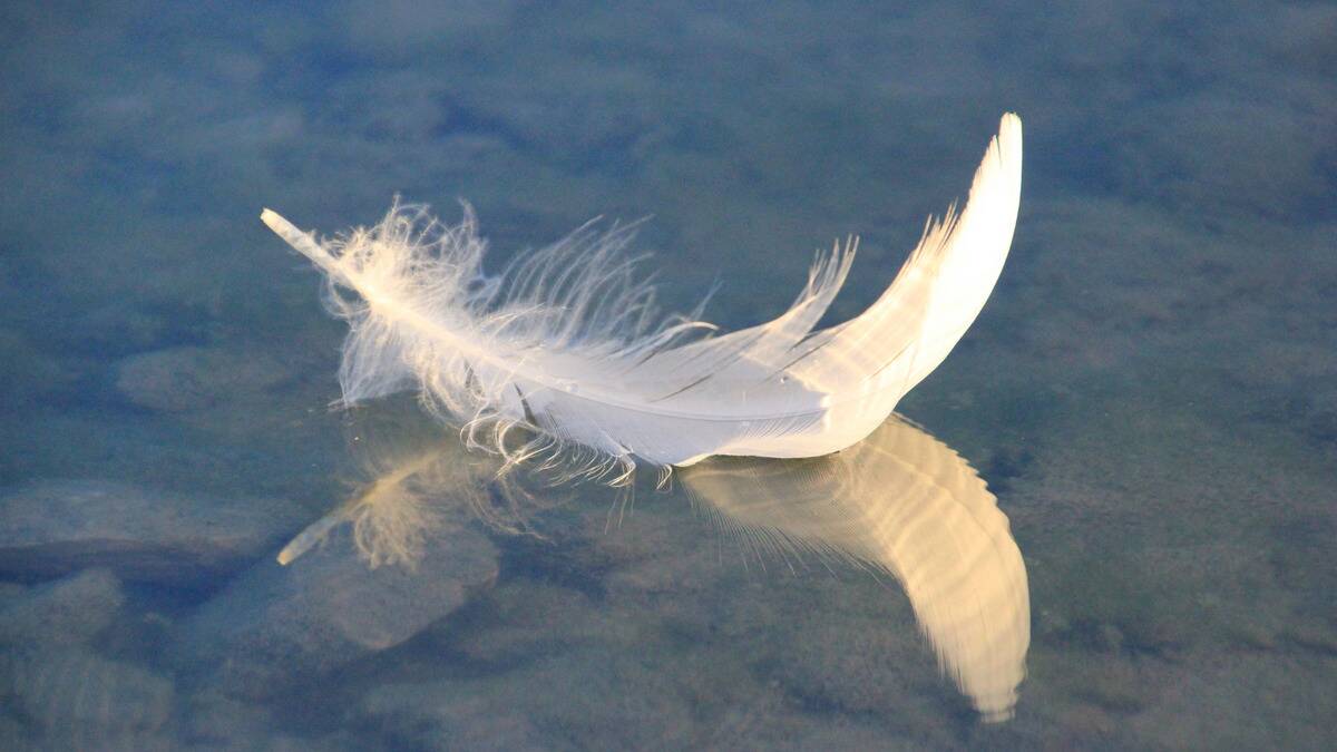 A white feather resting on a reflective surface.