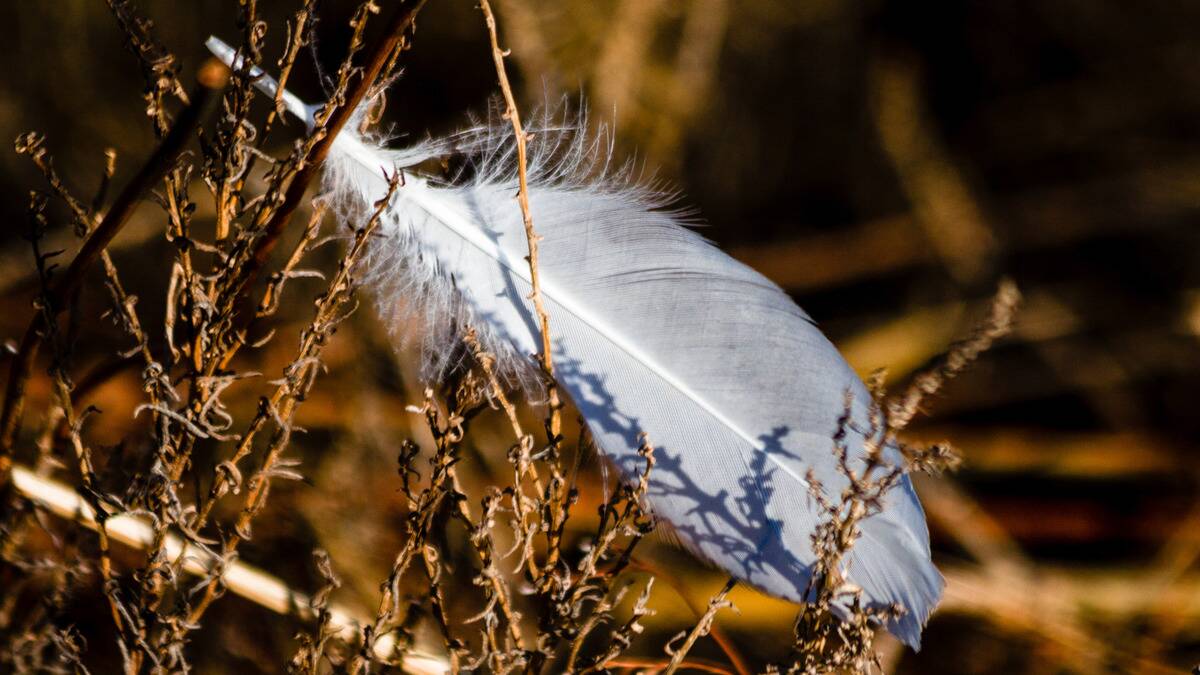 A whiter feather resting in the branches of a bush.