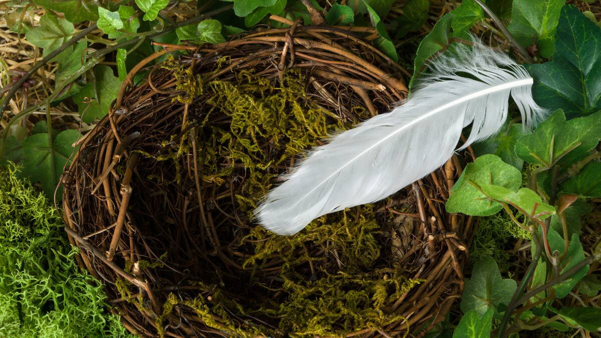 A white feather resting on an empty birds nest.