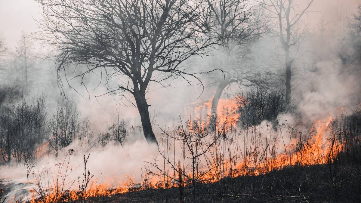 A forest floor on fire.