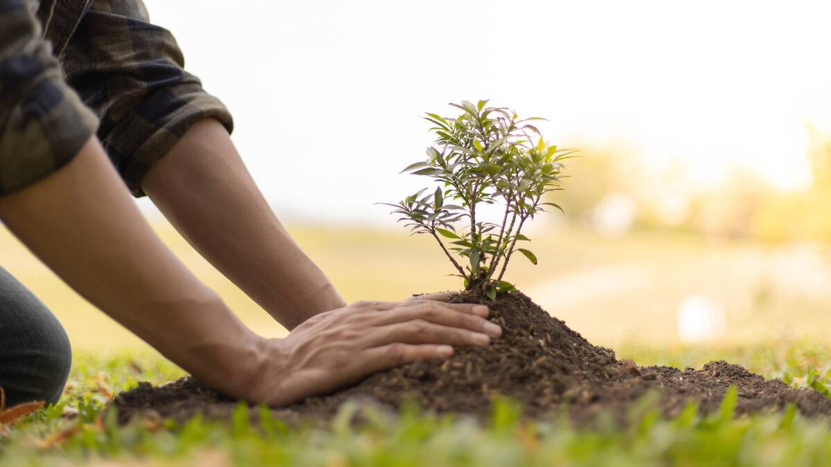 A close shot of a pair of hands packing in dirt around a sapling they just planted.