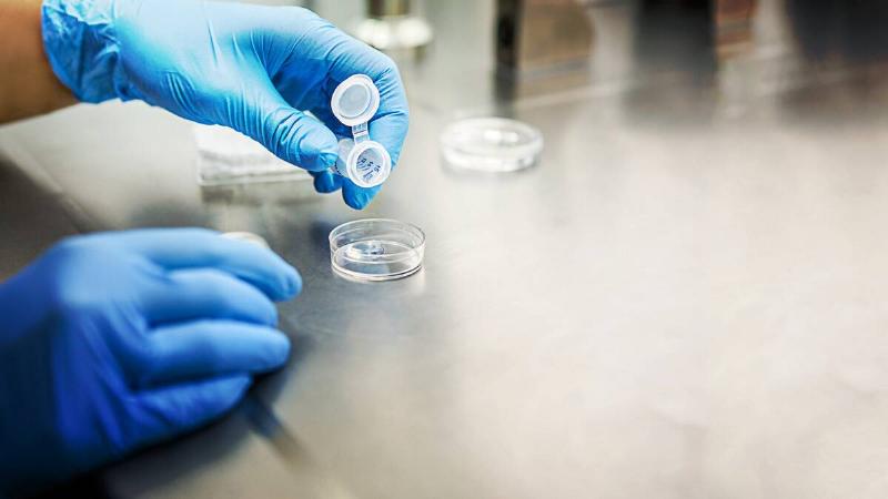 A close shot of a pair of gloved hands pouring a sample into a petri dish in a medical setting.