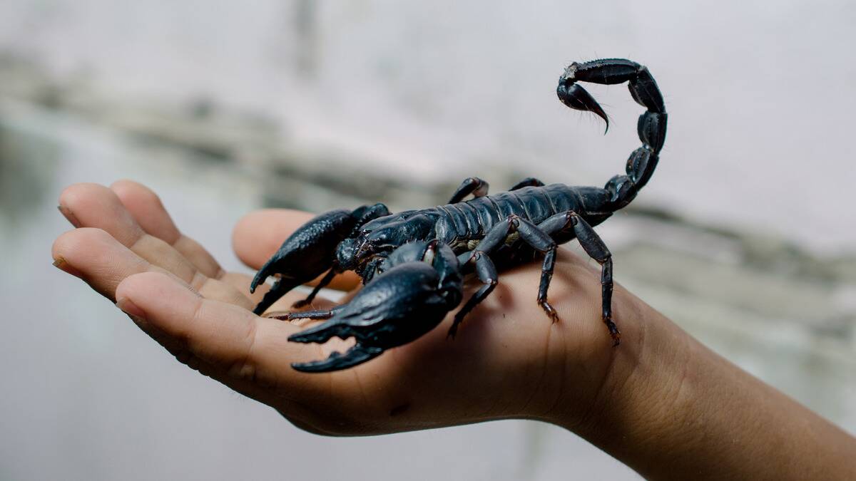 A large scorpion being held in someone's hand.