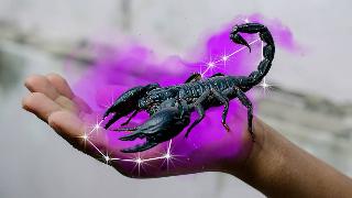 A large scorpion being held in someone's hand, a cloud of pink smoke and shining Scorpio constellation behind it.