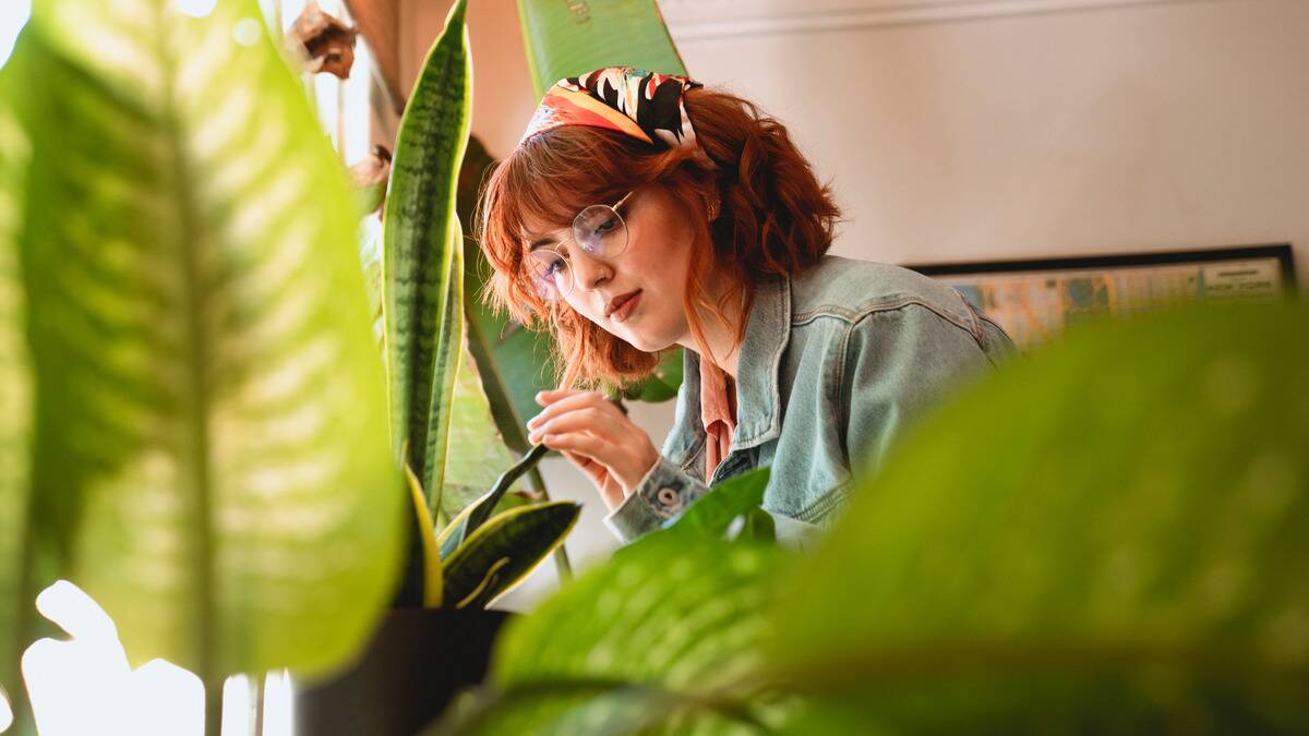 A woman examining a snake plant, framed by other houseplants.