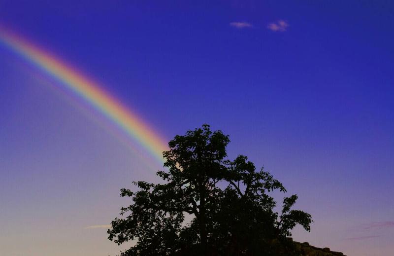 A rainbow arching behind a tree that appears dark against the bright sky.