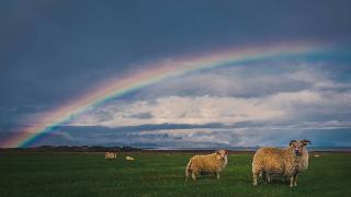 A rainbow arching low over a field that contains some sheep, two close to the camera.